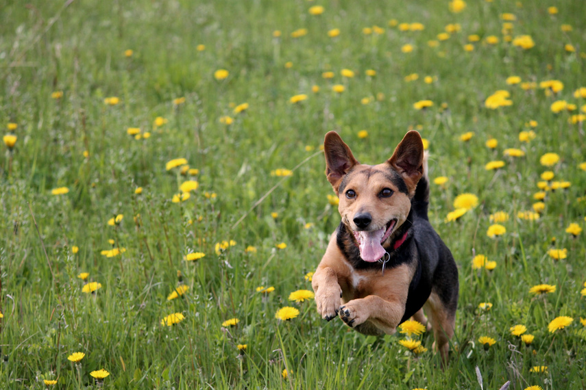 A Dog Running