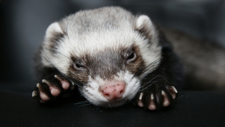 ferret sleeping