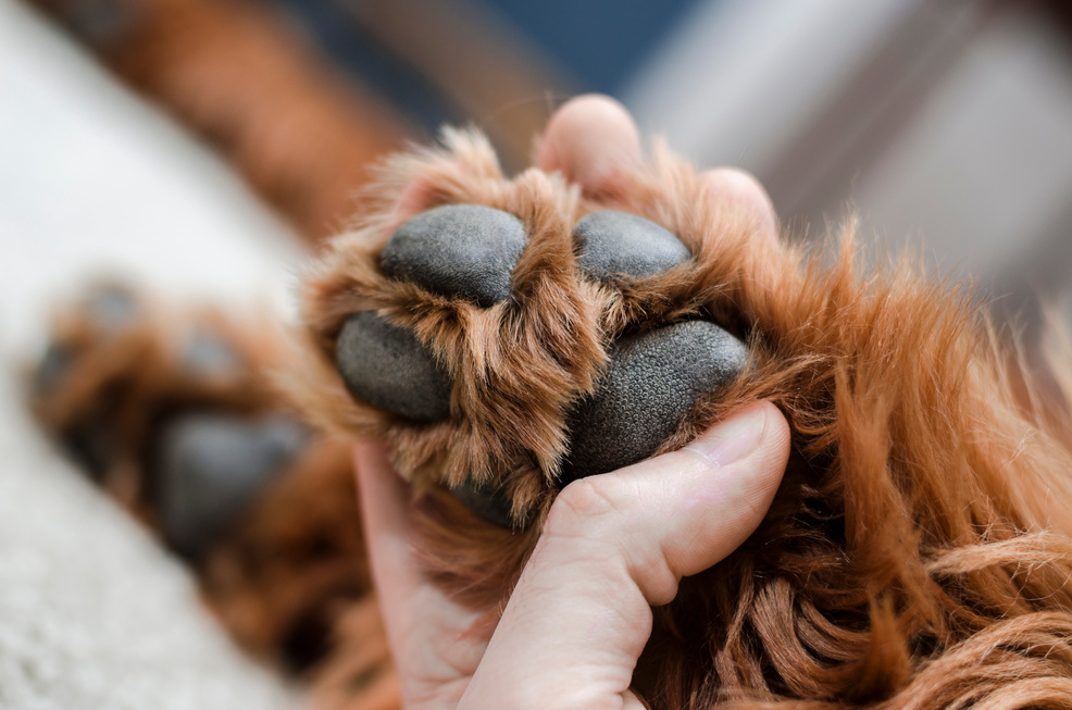 sleeping dog paws