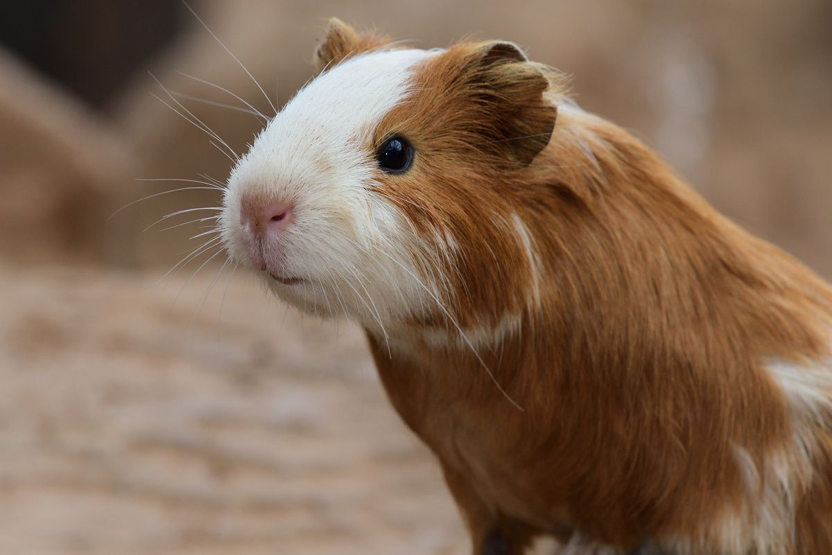 Guinea pig