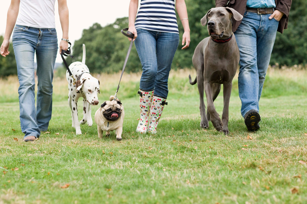 People walking dogs