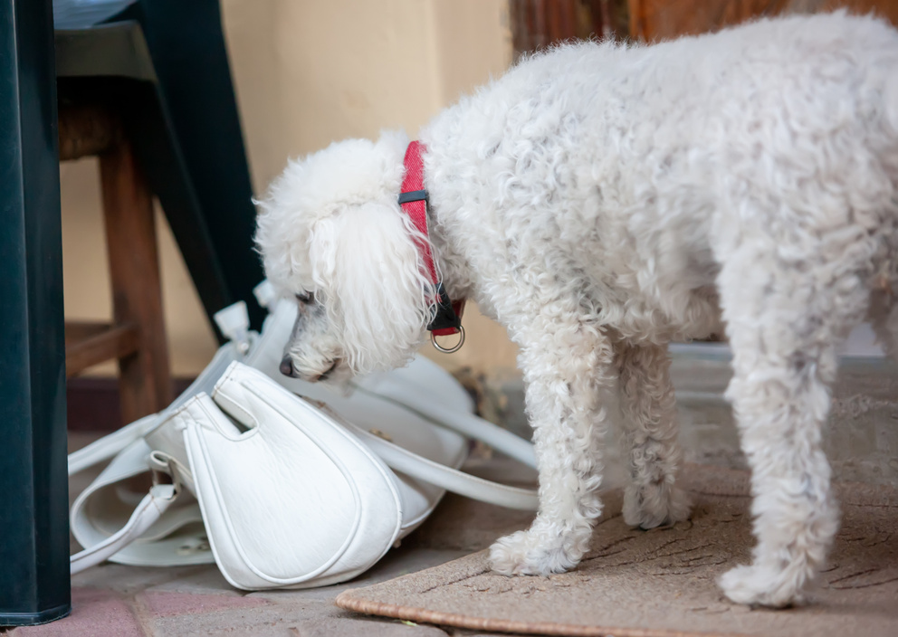 Dog sniffing a ladies purse